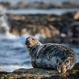 Farne Islands - Grey seal
